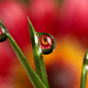 Illustration for article titled Shooting Challenge: Focus Stacking